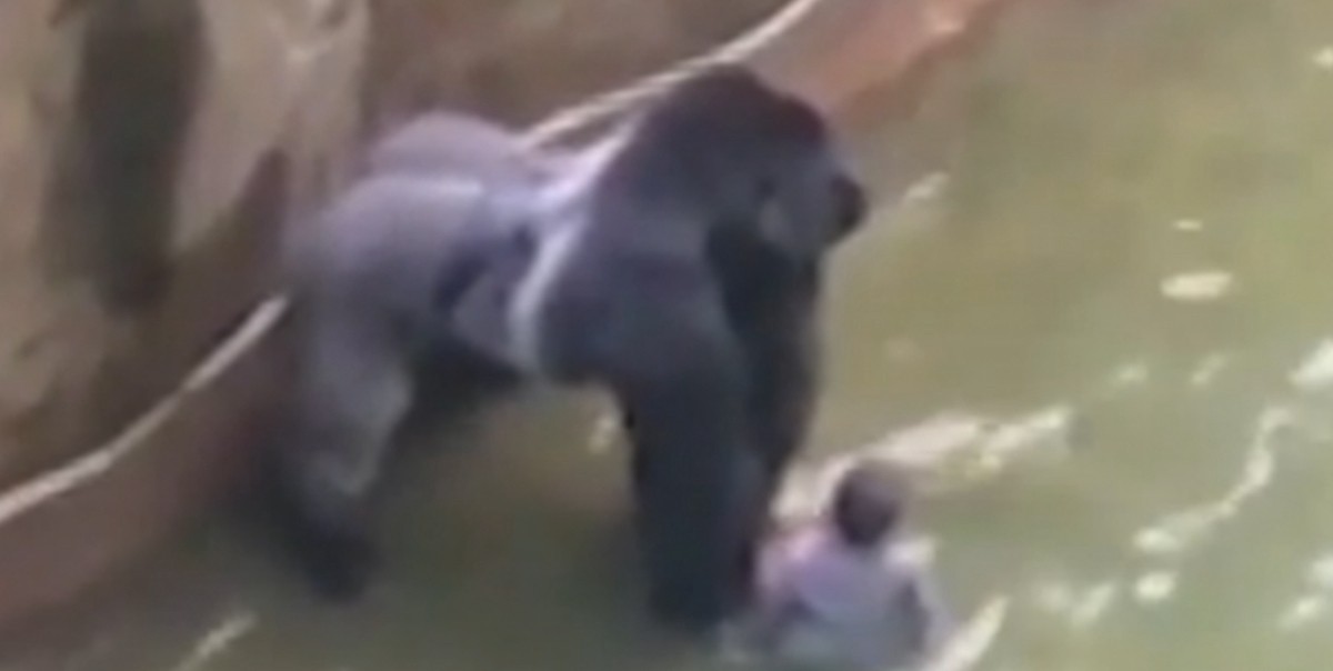 Tras la polémica por la muerte del gorila, habló la mamá del nene: "Los accidentes ocurren" | Internacionales