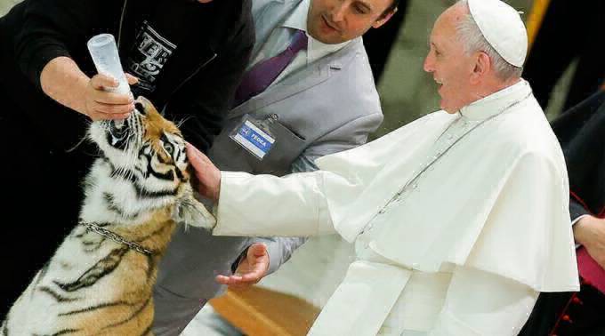 Video: el susto del Papa Francisco al acariciar un tigre | Internacionales