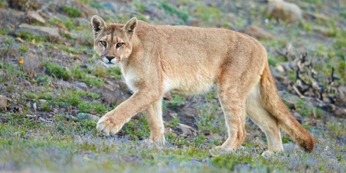 Una mujer salvó a su hijo de cinco años del ataque de un puma | Internacionales