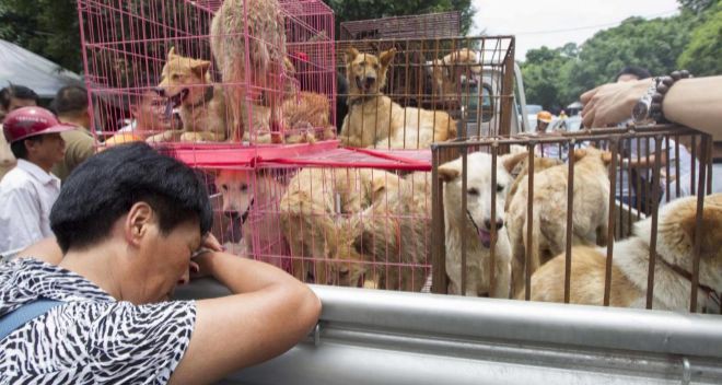 Unos 10 mil perros serán sacrificados este martes en el festival culinario más polémico del mundo | Internacionales