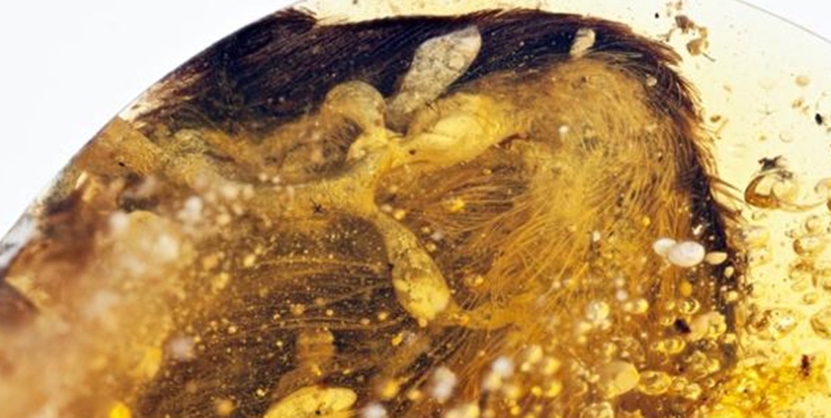 Encuentran conservadas en ámbar las alas de un ave que vivió con los dinosaurios | Internacionales