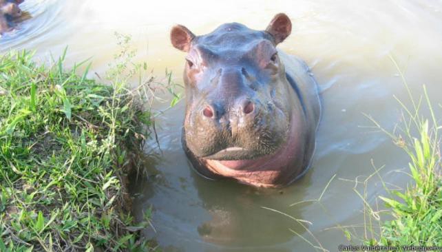Colombia: los hipopótamos de Pablo Escobar están sueltos y son peligrosos | Internacionales