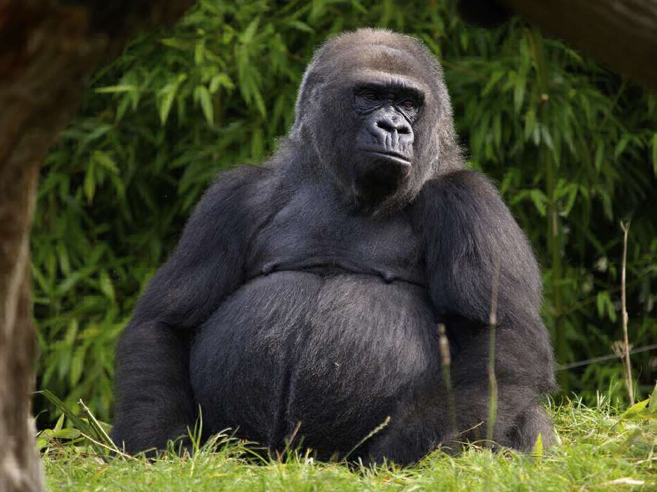 Indignación en México: murió un gorila al sedarlo para su traslado | Internacionales