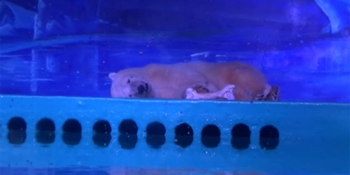 El oso polar "más triste del mundo" vive en un centro comercial de China | Internacionales