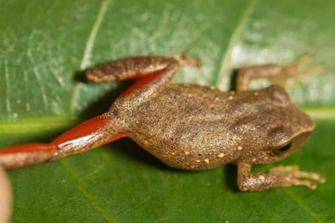 Descubren la rana de la "Bella Durmiente" en Perú | Internacionales