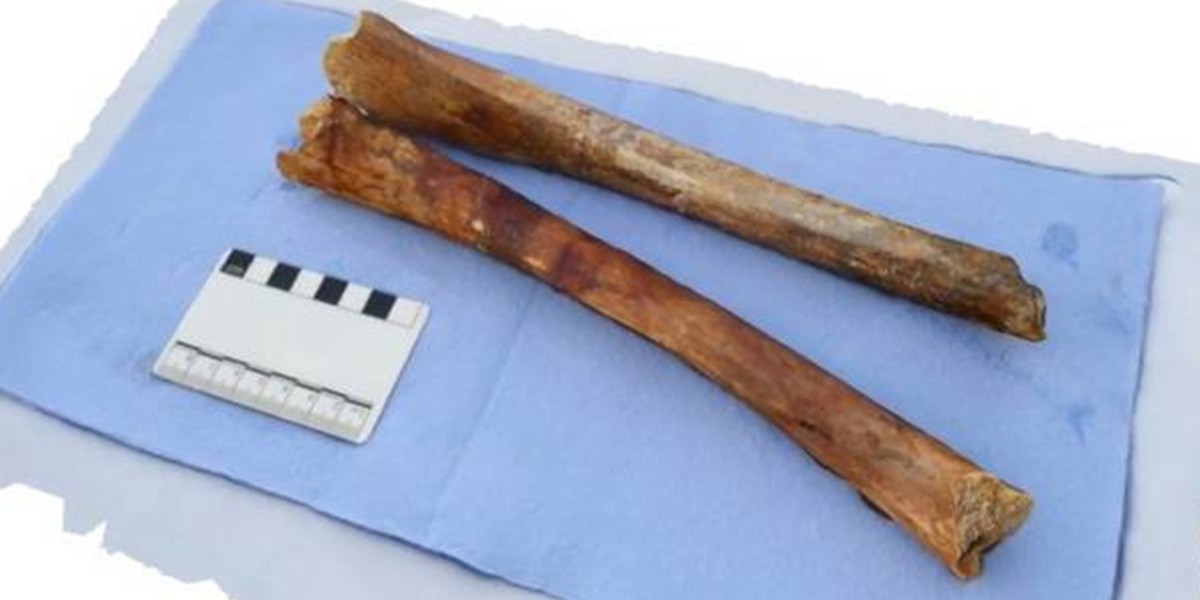 Encuentran un esqueleto de hace 2.000 años en un barco hundido | Internacionales