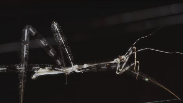 Así es el "bicho asesino jirafa" | Internacionales