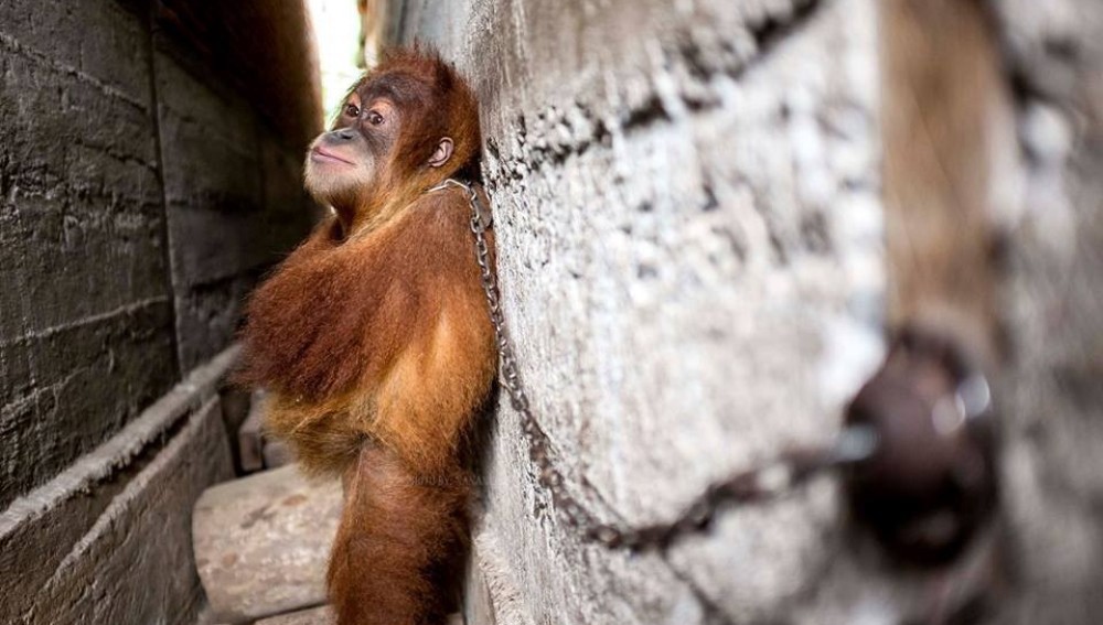 Rescataron a un orangután que pasó un año encadenado entre dos edificios | Internacionales