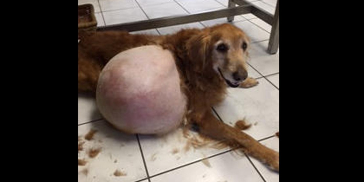 Abandonó a su perro con un tumor de 19 kilos y la imputaron por crueldad animal | Internacionales