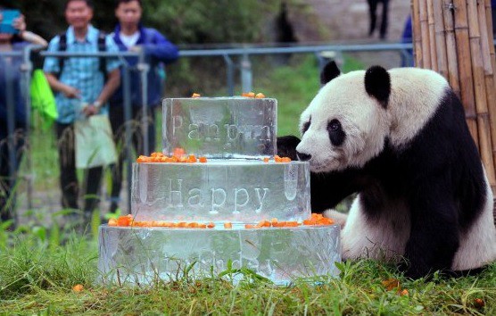 Murió Pan Pan, el oso panda más anciano del mundo | Internacionales