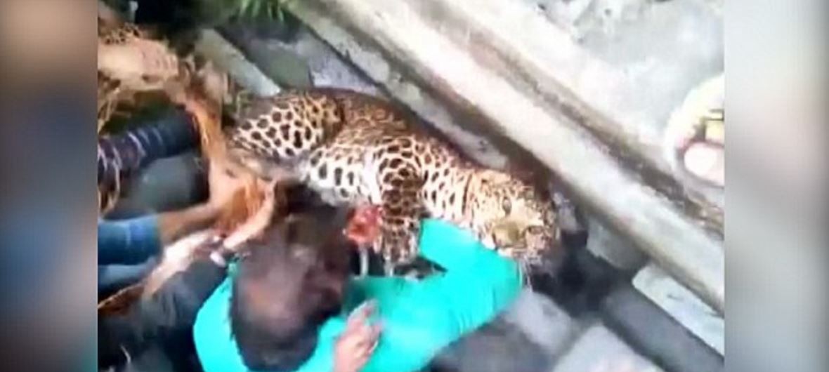 Dramático: el video del momento en que un leopardo se escapa y lastima a un hombre | Internacionales