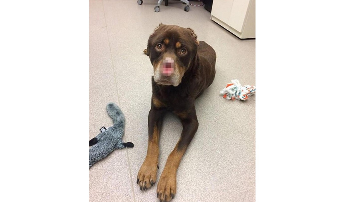 Ofrecen recompensa para quien ayude a encontrar a la persona que le cortó las orejas y la nariz a un perro | Internacionales