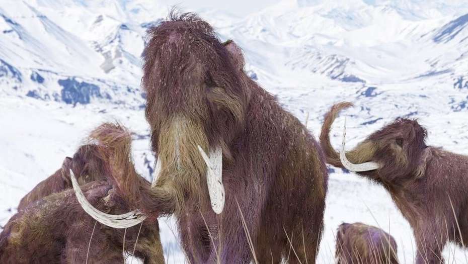 Hay esperanzas de crear el "mamofante", un híbrido entre mamut y elefante | Internacionales