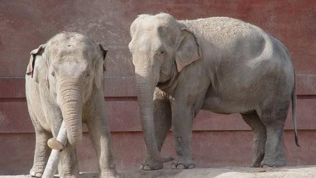 Quiso sacarse una selfie con un elefante y murió aplastado | Internacionales