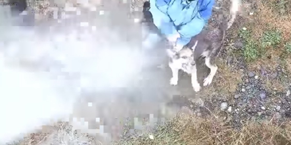 Macabra tortura a un perro en Chile: lo asfixiaron y aplastaron con piedras | Internacionales