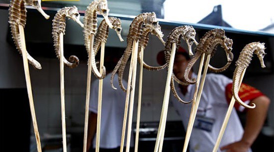 Detenidos por vender caballitos de mar como afrodisíacos | Internacionales