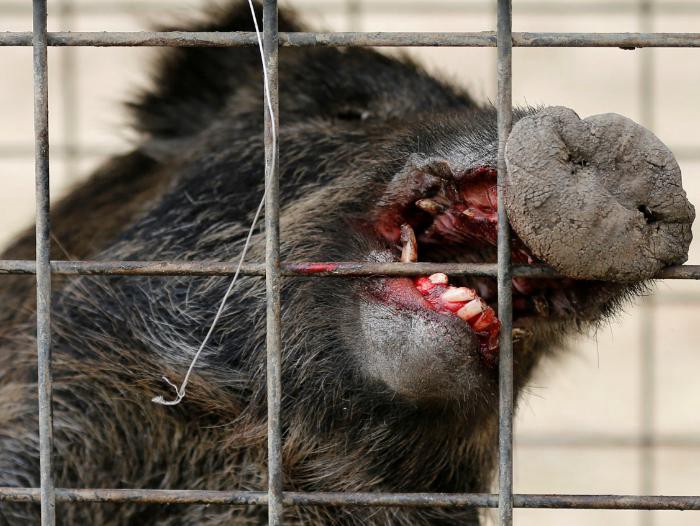 El nuevo drama de Fukushima: los jabalíes radiactivos | Internacionales