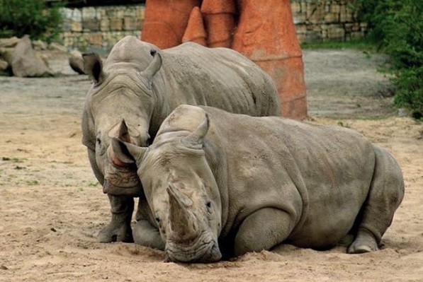 Les cortan los cuernos a rinocerontes para evitar que los cacen | Internacionales