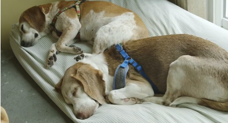 Una pareja convierte su casa en un santuario para perros mayores y enfermos | Internacionales
