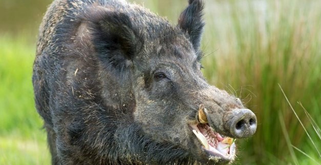 España: la Guardia Civil pidió ayuda en las redes para encontrar al autor de un brutal ataque a un jabalí | Internacionales