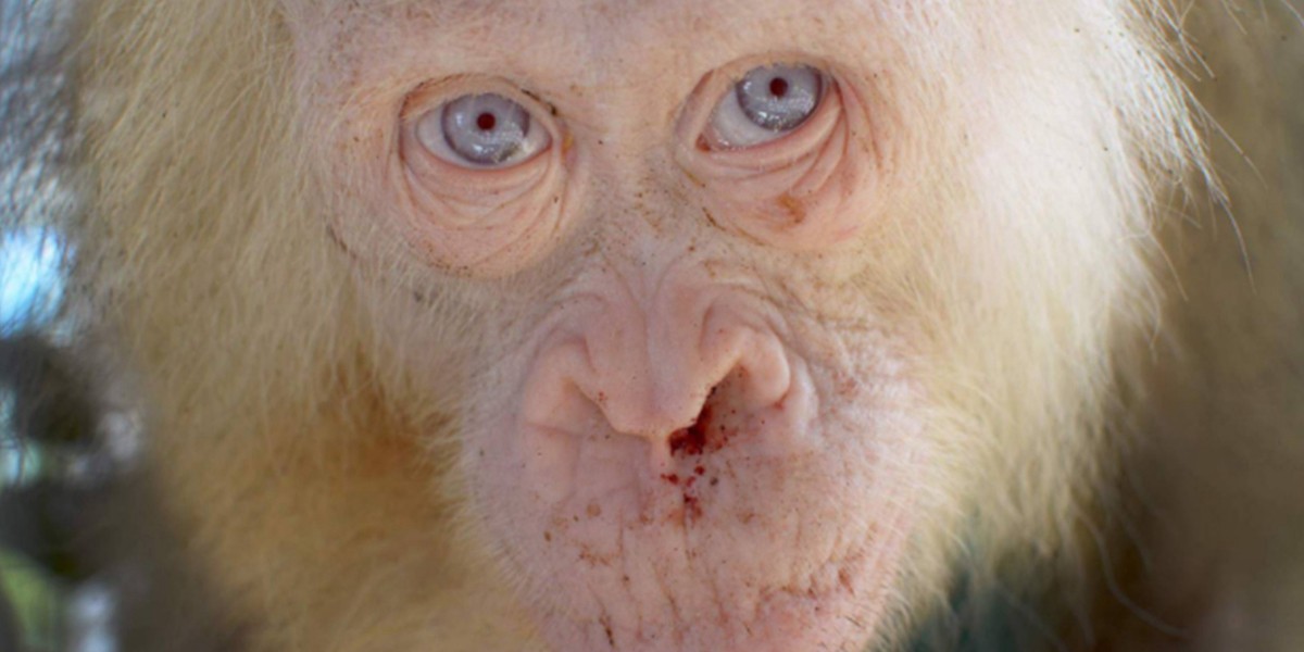 Indonesia: rescataron a una orangutana albina de ojos azules | Internacionales
