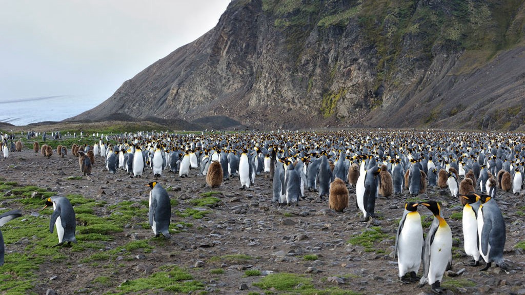 Alertan que la Antártida se está volviendo cada vez más verde por el cambio climático | Internacionales