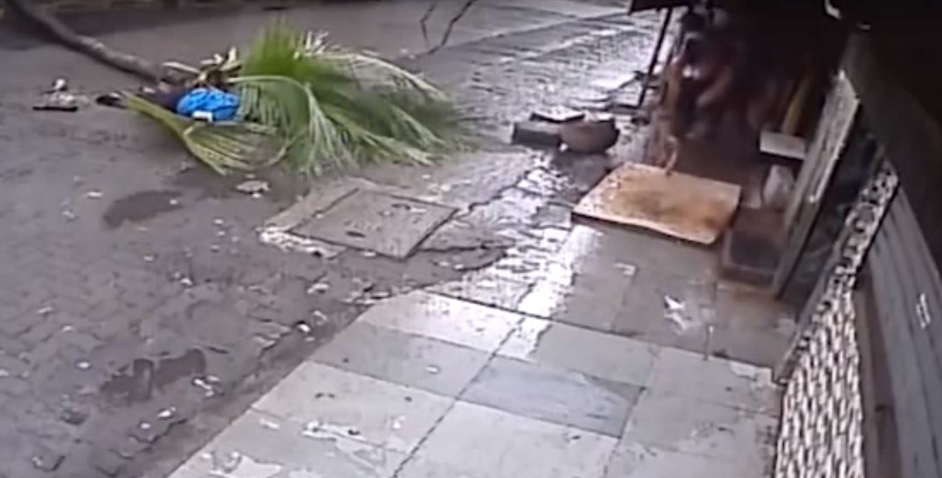 Video: el trágico accidente de una conductora de TV india que murió aplastada por una palmera | Internacionales