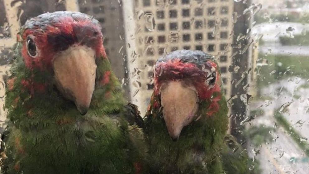 La pareja de loros que pedía refugio en la ventana durante el huracán Irma | Internacionales