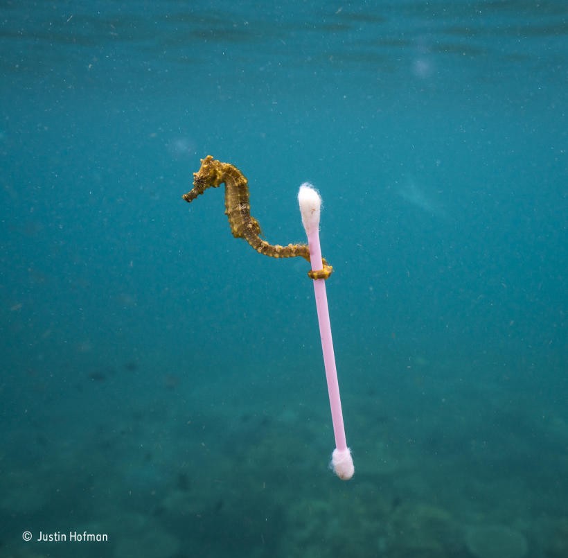 Impactantes fotos en concurso de vida salvaje | Internacionales