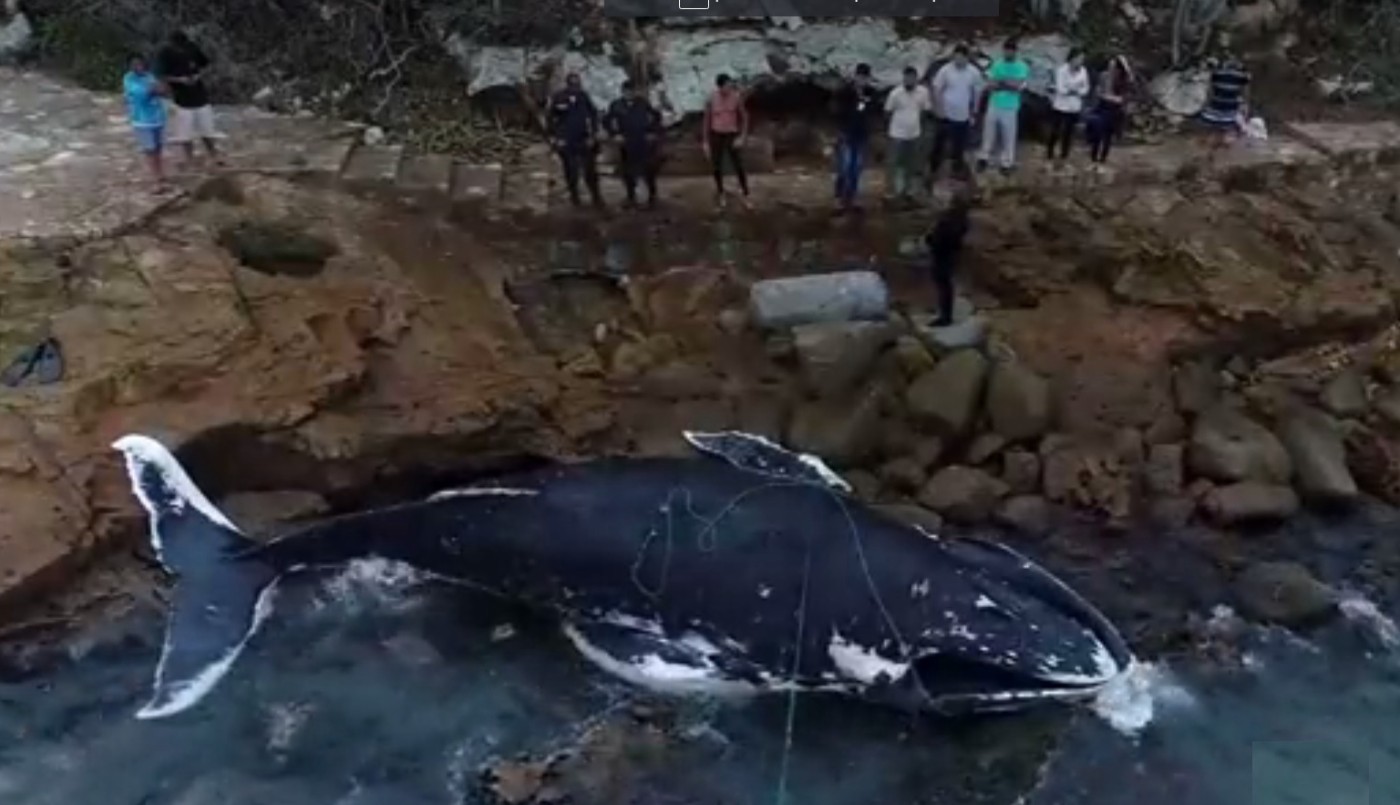 Apareció muerta una ballena de siete metros que habían rescatado | Internacionales
