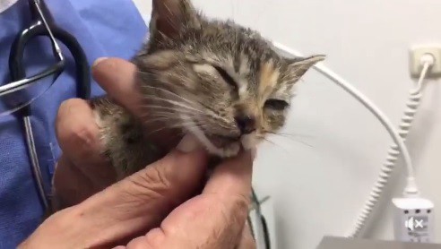 Tres nenes pisaron con sus bicicletas a un gatito en España | Internacionales