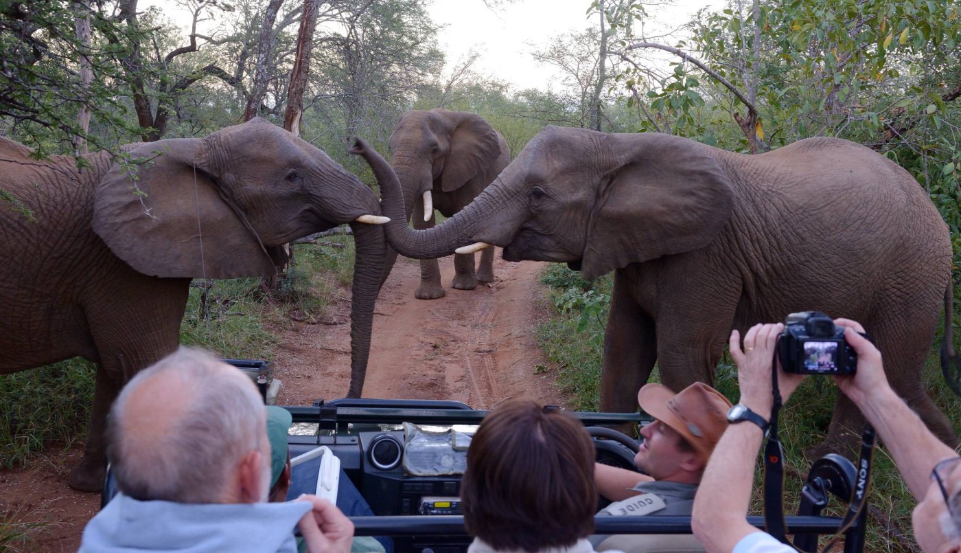 Dos turistas murieron aplastados por un elefante al que querían fotografiar | Internacionales