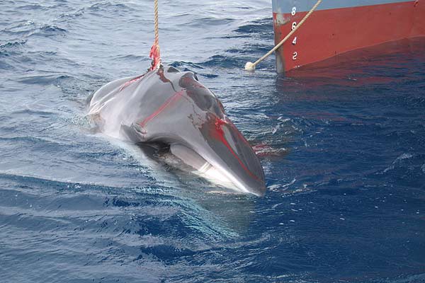 Barcos japoneses mataron 333 ballenas en la Antártida | Internacionales