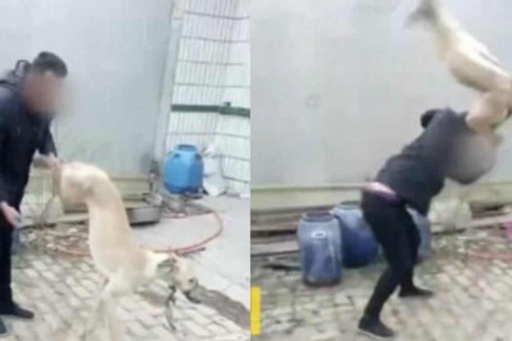 Video escalofriante: su galgo perdió una carrera en China y lo mató a golpes | Internacionales