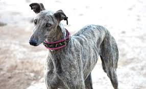 Horror en Gran Bretaña: denuncian que exportan galgos a China para ser hervidos y servidos como comida | Internacionales