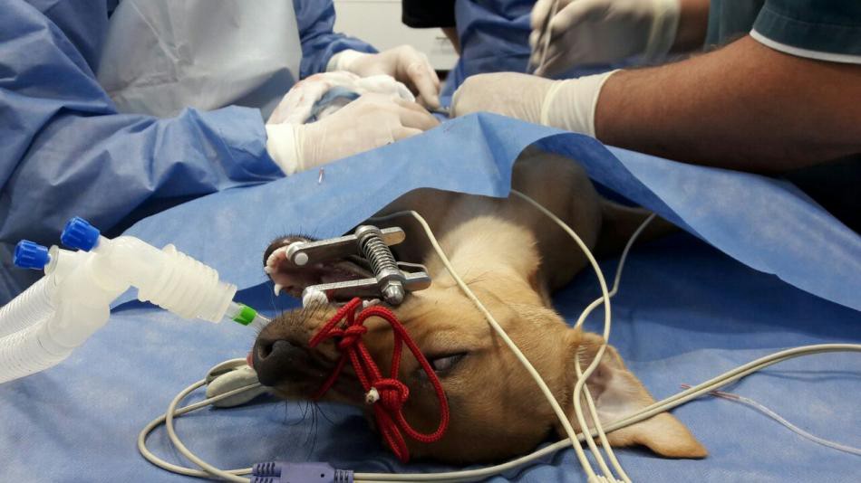 Indignación en Colombia por la violación de una perrita de 4 meses | Internacionales