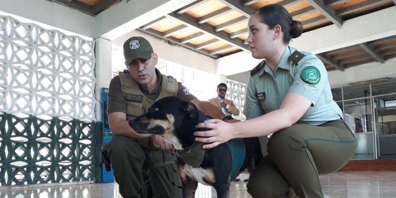 Un joven fue condenado a 61 días de prisión por apuñalar a un perro | Internacionales