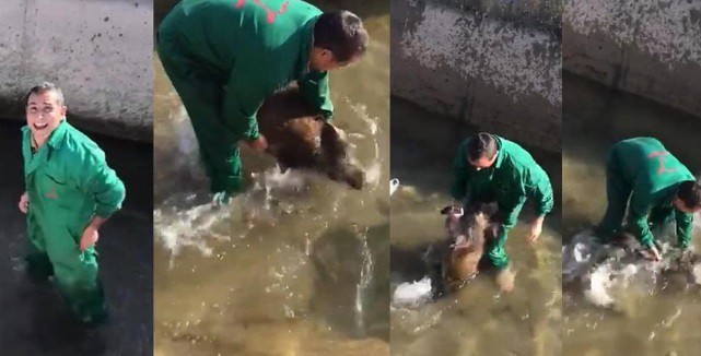 España: identificaron al autor de la brutal agresión a un jabalí | Internacionales