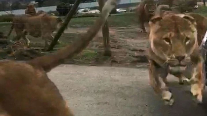 El dramático ataque de una manada de leones a un auto con dos nenes | Internacionales