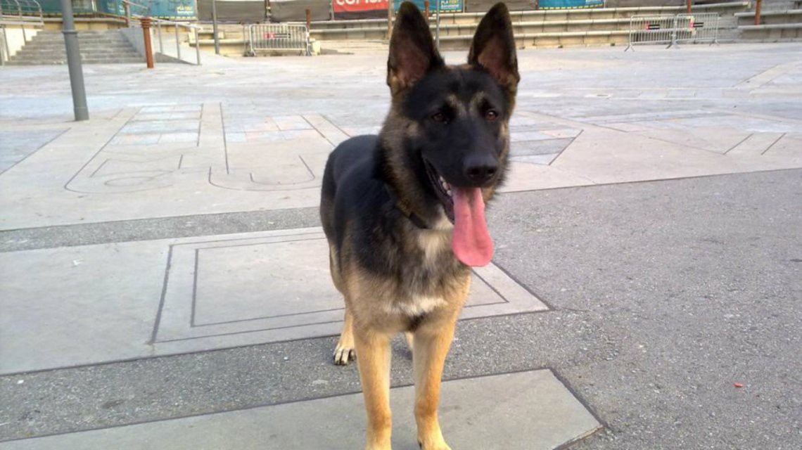 Se separaron y un juez ordenó que compartan la tenencia de su perra | Internacionales