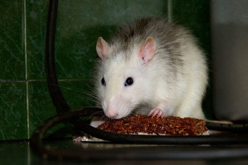 Científicos lograron suprimir el deseo por el dulce en el cerebro de ratones | Internacionales