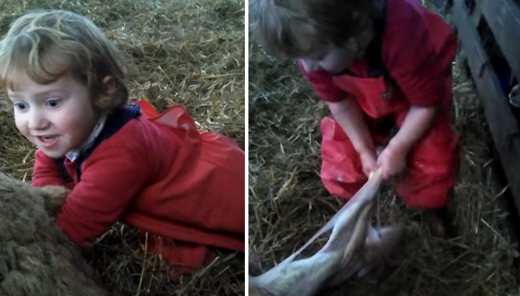 Video: Pequeña "partera" de tres años ayuda a dar a luz a una oveja | Redes