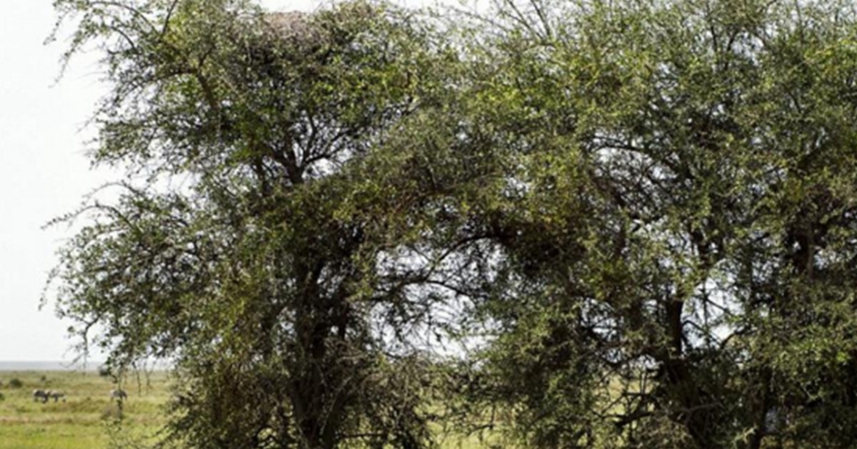 #EsViral: ¿podés encontrar al leopardo escondido? | Redes