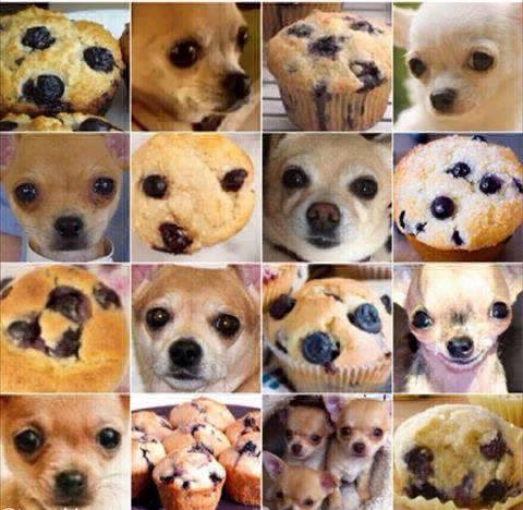 Otro desafío que conmueve a las redes: ¿Es un muffin o un perro chihuahua? | Redes