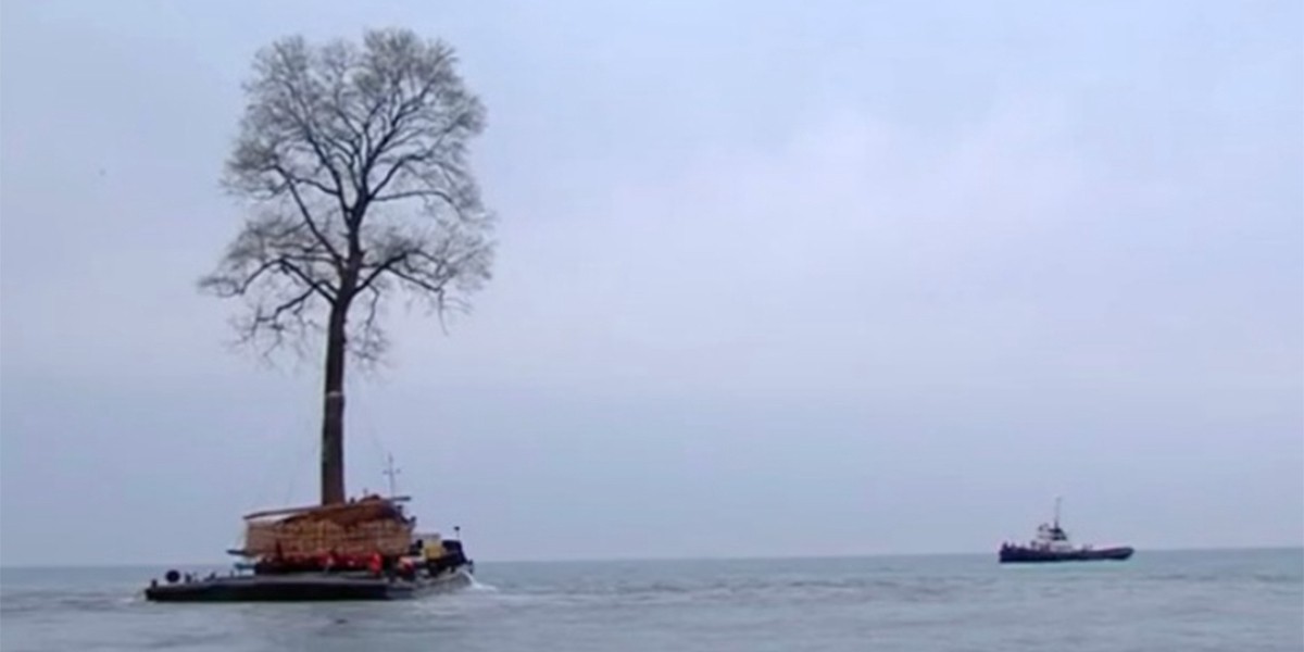 #EsViral: el enorme árbol que “nada” en el Mar Negro | Redes