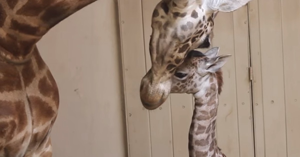 ¡Muy tierno!: la jirafa bebé que nació en un zoo de California | Redes