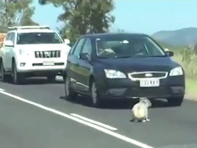 #EsViral El cachorro de koala que interrumpió el tránsito | Redes