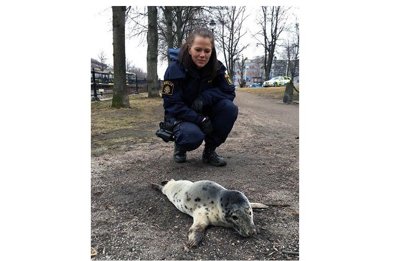 Suecia: la historia de la foca bebé que enamora en Facebook | Redes