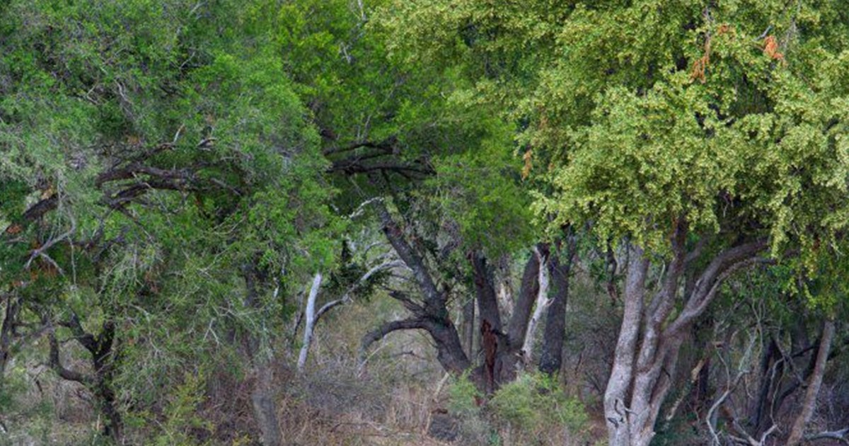 #EsViral: ¿podés encontrar los leopardos escondidos? | Redes