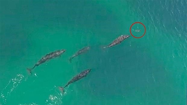 Cazador cazado en video: orcas atrapan a un tiburón | Redes